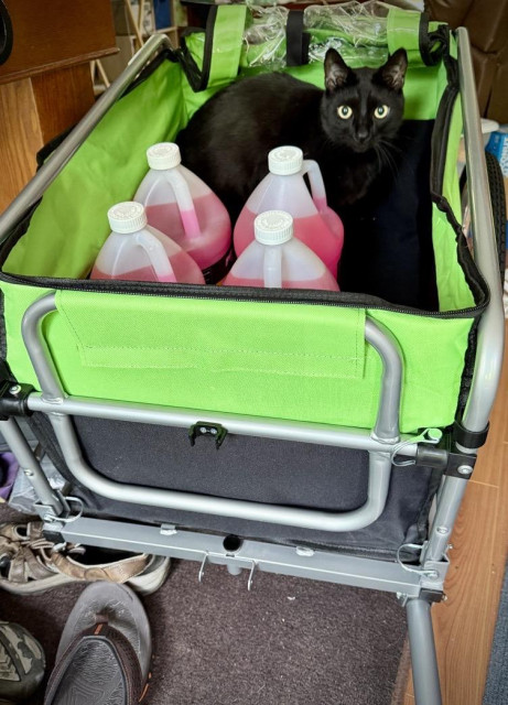 Same black cat, now with 4 gallons of pink glycol. The cat looks less confident, maybe he realizes the jugs are not secured to anything?