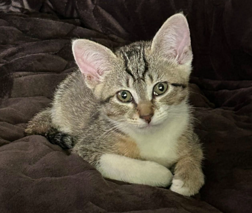 Small cat sitting on a bedcover.