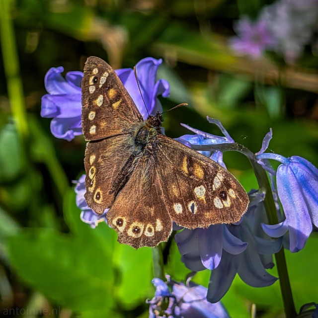 A close-up photograph of a Speckled Wood butterfly, resting on vibrant purple-blue flowers. The butterfly is positioned in the center of the frame with its wings spread open, showing intricate patterns against a softly blurred green background.