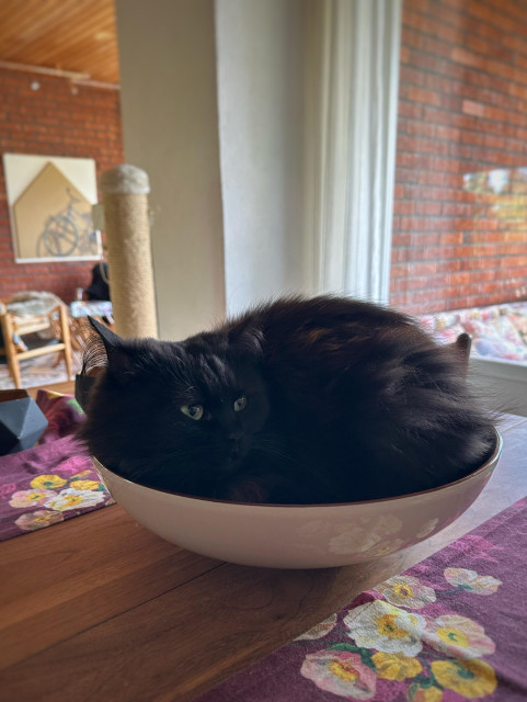 En stor skål på ett matbord som det ligger en hoprullad svart katt i