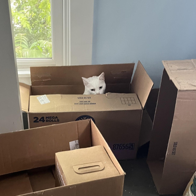 a white cat sticks her head out of a box among other boxes, part pf a window in the background