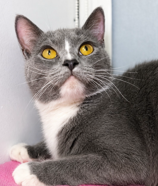 A close-up of a grey-and-white cat with striking golden eyes, gazing upward with alert curiosity. Its soft fur and neat markings give it a calm yet attentive look
