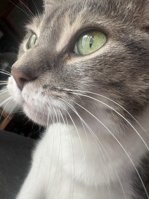Closeup photo of the face of a grey and white cat. Her eyes are slits as she looks out, light spilling onto her face. Her big whiskers are all whiskery. 