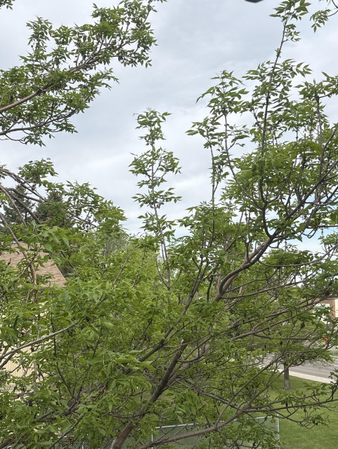 Photo of green tree branches with a grey sky behind. A little bit of what the cat can see outside. 