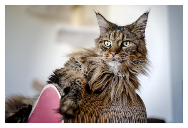 A large, long-haired tabby cat is lounging on top of a cardboard scratching post indoors. The cat has a thick brown-and-black striped coat with a fluffy mane around its neck and chest. Its large paws rest casually over the edge of the scratching post, giving it a relaxed yet confident appearance. The cat's face is turned slightly toward the camera. Its eyes are pale green and alert, and its long white whiskers fan out prominently from its muzzle. Distinctive tufts of fur extend from the tips of its ears, a feature often seen in Maine Coon cats. The background is softly blurred in shades of white and light gray, suggesting a bright indoor space. A pink curved section of the scratching post is visible in the lower left corner, adding a splash of color. Overall, the image conveys a calm, regal cat resting comfortably in a quiet home environment.