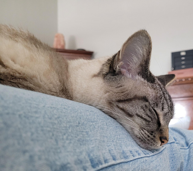 A lynx-point Siamese cat, resting on a person's leg, very snuggly and melty