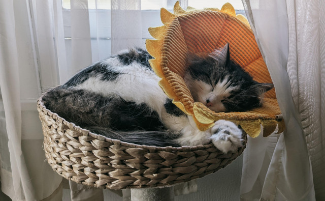 A long-haired white tabby cat, wearing a funnel collar that looks like the flowering part of a sunflower. She is curled up somewhat and napping on the tallest part of her kitty tower. Her collar got snagged on one of the sheer curtains, so it looks like she's slightly veiled.