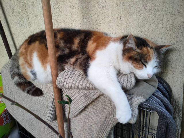 Close photo of a tricolor cat lying on belly on upper edge of closely packed dark blue plastic fence. There is folded old beige sweather on it, used as bed by cat.
