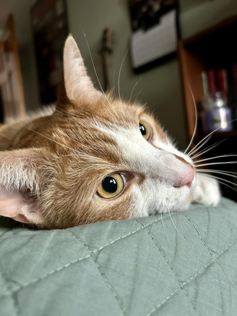 An orange and white tomcat with an orange smudge on his nose lies on a green comforter with a bookcase with a purple Yankee Candle behind him. Also in the background is a calendar and my first bass guitar hanging on the wall beside a poster.