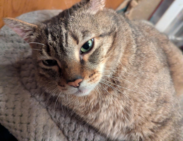 Waffles the three-legged, chonky, tabby cat, lying on his side on his bed, glowering at you, looking into your soul in a VERY judgy way.