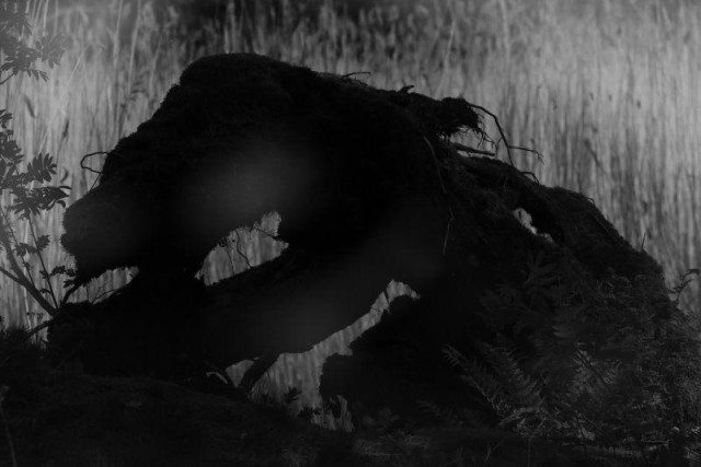 A wooden beast crawling by the shore, trying to pass without being caught while looking for meat. In the background some bright reeds from last year brings the silhouette come to live. 