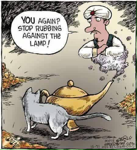 A Speed Bump comic strip by Dave Coverly showing a grey cat walking past a golden magic lamp. A genie wearing a turban has emerged from the spout in a cloud of smoke, looking annoyed with his arms crossed. A speech bubble from the genie reads: "YOU AGAIN? STOP RUBBING AGAINST THE LAMP!"