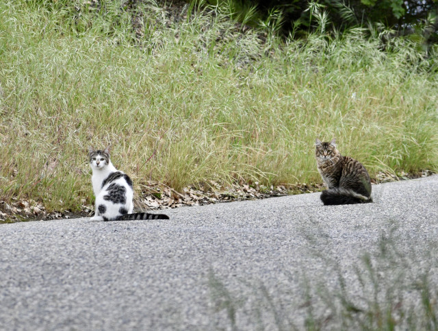 A gray asphalt road crosses the image at a slight angle, with green grassy weeds behind it and a few weeds in the foreground.

Two cats are sitting in profile facing the same way at a slight distance from each other, and both are turning heads to look directly at the camera. They have impassive expressions.

One sits with tail flat out behind it and is white with some gray mottled spots all over it. The other is a tawny striped tabby in brown and gray, with a fluffy gray tail curled around its feet.