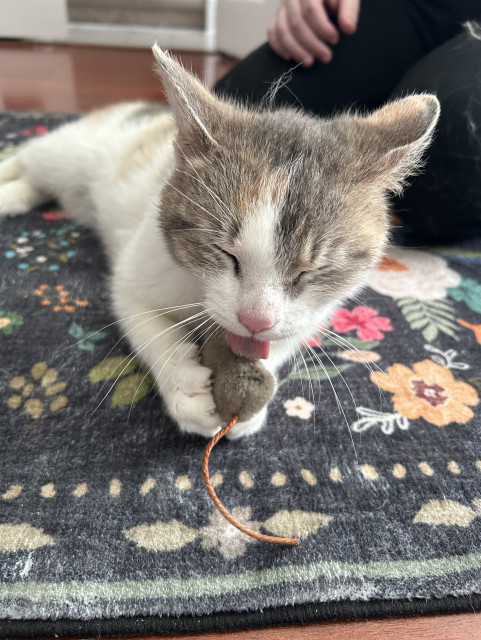 A calico cat who is mostly white with brownie/grey patches on her face. Shes lying down with her eyes closed, licking a captured toy mouse. 