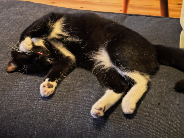 Lucy the tuxedo kitten laying on her side on the sofa. Her eyes are closed, one front paw stretched in front of her, the other holding her cheek like she just heard some shocking gossip (but upside down from the camera's pov) Most importantly, her tongue is sticking out.