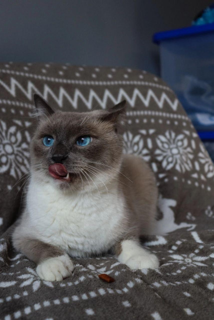 A fluffy colorpoint cat with bright blue eyes and a white and gray coat sits on a patterned gray blanket with its tongue sticking out, next to a small brown treat.