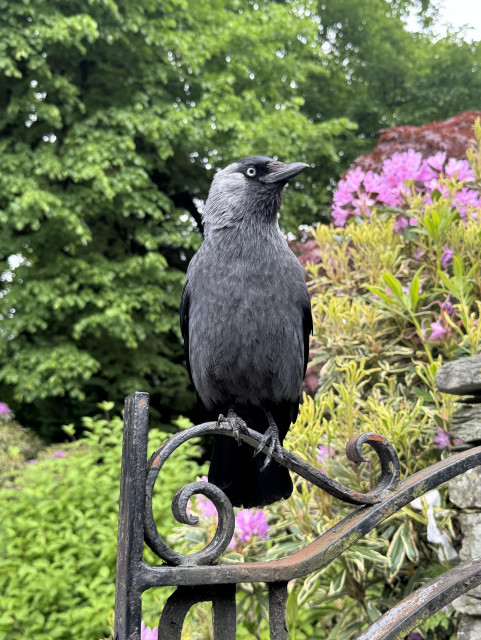 A jqckdaw stands on an iron gate with green foliage and pink flowers behind. He has an imperious look.

The jackdaw, as a small species of crow, has a short, chunky bill, a grey 'shawl' around the back of the head, a black cap and a white eye.
