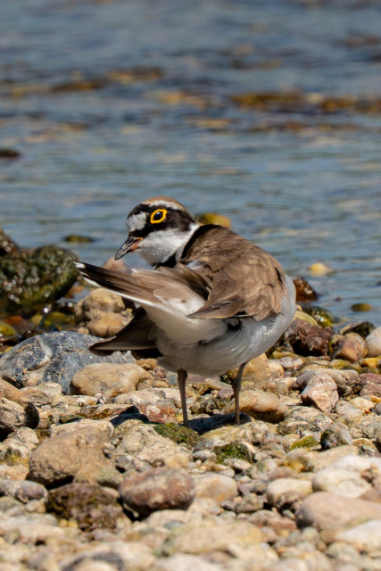 An adult little ringed plover can be seen in an unusual pose. The bird is facing away, but has turned its head to look at the viewer and seems to be blinking an eye. The scene is a stony riverbank, with water in the background and pebbles in the foreground.