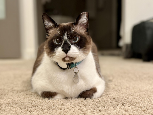 Miso, the snowshoe cat, on a carpet with paws tucked in in loaf formation, looking at you with a serious expression. He is looking pretty large these days. 