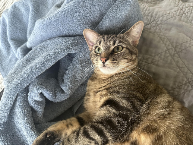 Cato, a tabby cat, on the bed with a blue towel next to him, looking like he is about to leap from the bed to murder the phone in my hand (because he is).