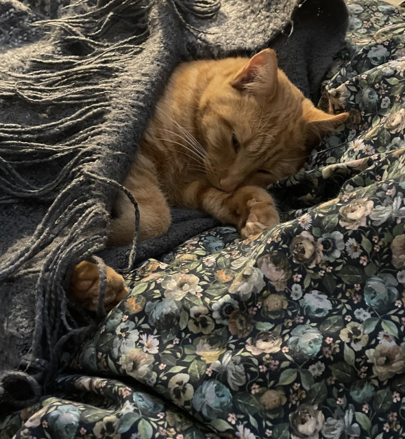 A ginger cat sleeping on a dark-patterned doona with a grey rug draped over her torso.