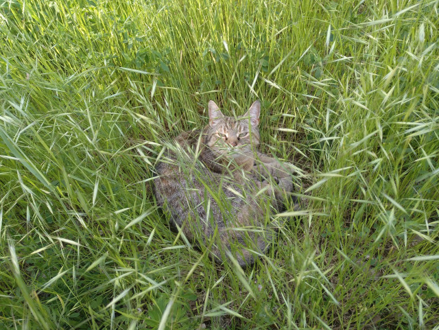 Photo of a grey tabby cat lying in the middle of wild, tall green grass that already has seeds at the tops. The cat is curled, but looking at the person taking the photo.