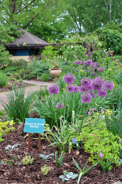 Garden bed with small aqua sign with white lettering, Touch and Smell Garden, with tall purple orb shaped blooms in back along with different varieties of plants along side a path and other flowerbeds and a potting shed with tall trees in the distance in our local botanical gardens.