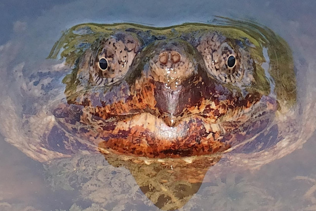 A Common Snapping Turtle in full soon looks up at the viewer.