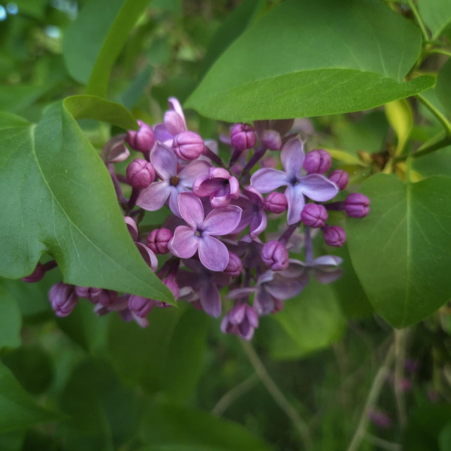 Purple-pink-blue lilac partially hiding behind some leaves, makes it look like a heart