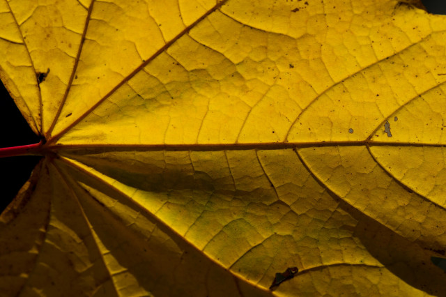 Close-up of the underside of a strongly-lit golden-yellow leaf, a vivid red stalk exits to the left after a confluence of blood red veins, which in turn are joined by smaller ones, tributaries in inverted valleys. The leaf extends beyond the frame in all directions.