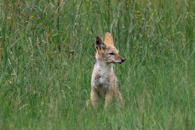 A jackal sitting upright in long grass, looking to the right. Rietvlei Nature Reserve, South Africa.