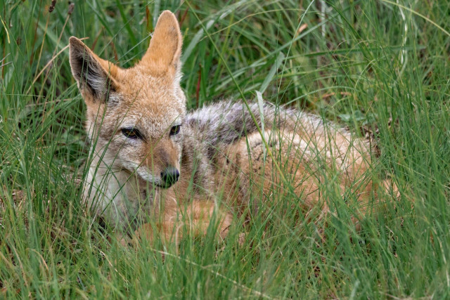 A closer image of the same jackal resting comfortably in long grass, looking forward.