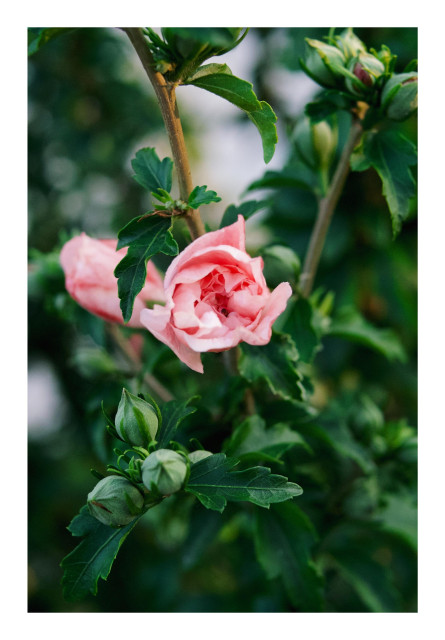 Close-up of a pale pink flower in bloom on a green leafy stem, with several unopened buds and a blurred dark-green background. An ant is hiding between the petals of the flower.