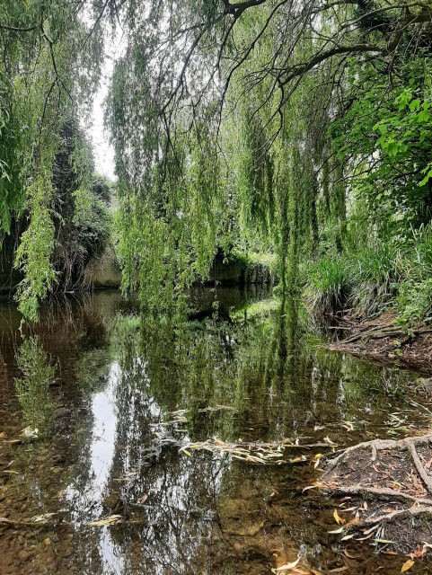 Trees overhanging the river Dodder reflected in the water below