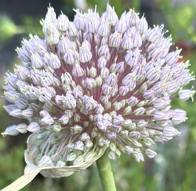 a close-up of a large, pale purple elephant garlic flower. it's round and made up of lots of very small individual flowers that look like tiny, lighter and darker purple stripey buds. it has a thick green stem, and part of the beige papery casing from which the flower bloomed is still present in the lower left of the image. the background is out-of-focus green.