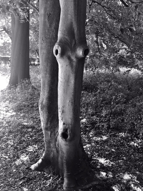 A tree trunk that looks surprised and whistling - black and white 