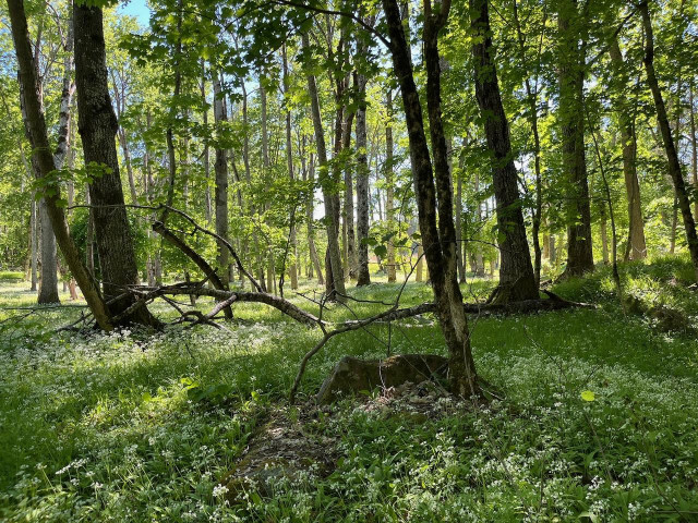 En skogsdunge med solen strilande mellan träden och marken täckt med Ramslök