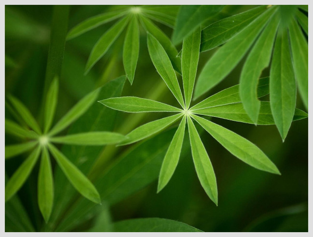 Horizontal closeup top view of lupine leaves of various sizes. Only the leaf at the center is in perfect focus. The image is monochrome green.