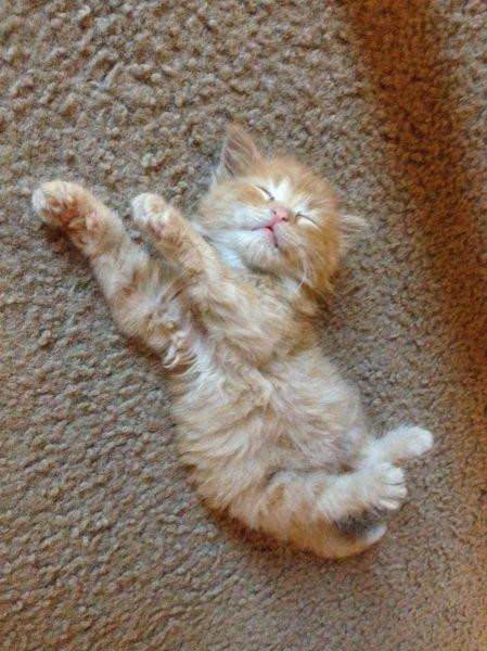 smol inverted sleeping orange kitty