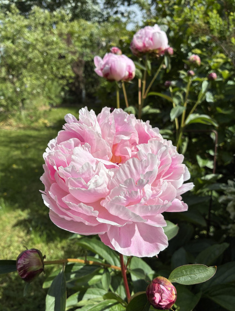 A photo of a pale pink peony flower in bloom in the sunshine, with more flowers opening behind and yet more buds - darker pink - still to open. Grass lawn, shrubs and trees in the background.