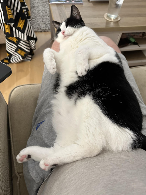 Dora the black and white cat sleeping (“zonked out”) on her back in my lap. Her front paws are slightly extended in front of her, in what would best be called the “Thriller” pose. At the bottom of the picture pink toe beans are visible on the end of her big bunny feet. Just beyond her in the picture a glass of water sits on a coffee table. A glass of water I have no chance of drinking any time soon. 