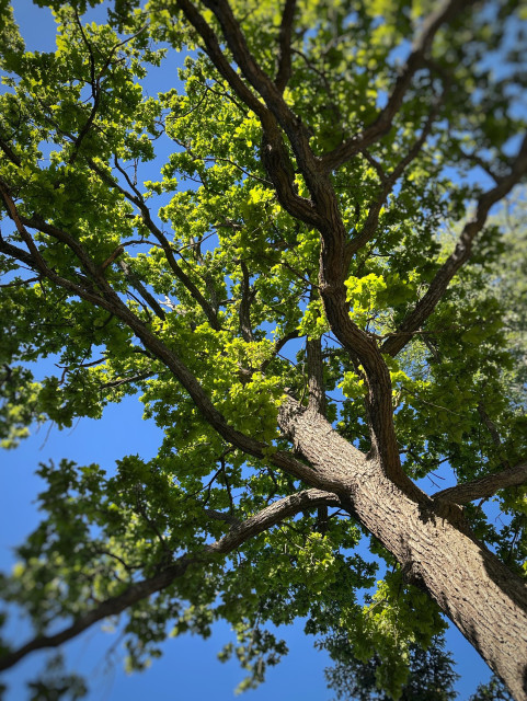 En ek underifrån med ljusgröna löv som nyligen spruckit ut och en klarblå himmel bakom 