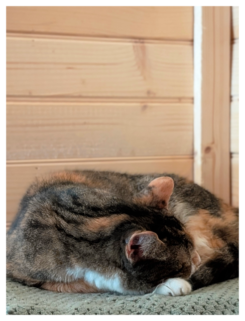 calico cat with white markings is curled up and sleeping on a folded, textured towel atop an unseen dresser. the background is wood paneling.