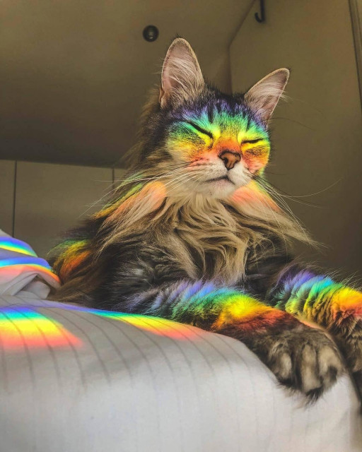 tabby kitty basking in the glorious rainbow light from the sun