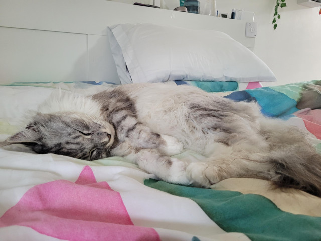 My cat laid peacefully and purrrfectly on my bed. He's a silver mackerel tabby Maine Coon.