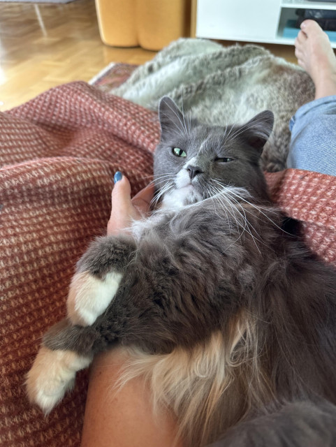 En grå och vit långhårig katt ligger på mattes arm på en filt i soffan 