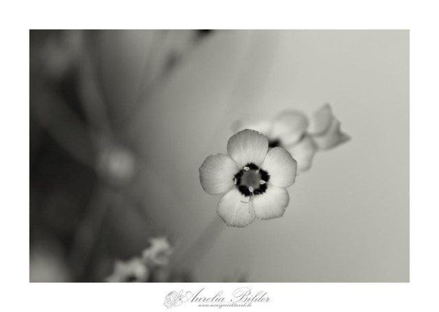 Eine winzig kleine Blüte in monochrom. Das Bild ist minimalistisch gehalten, nur die Blüte steht im Mittelpunkt.