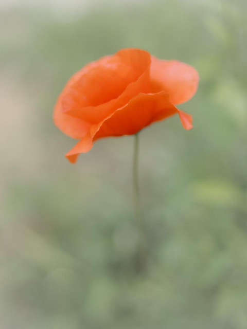 Zartgrüne, marmorierte Unschärfe im Hintergrund. Vordergrund eine Kkatschmohnblüte mit winzigem Schärfebereich. Alles sehr zart, hell.
