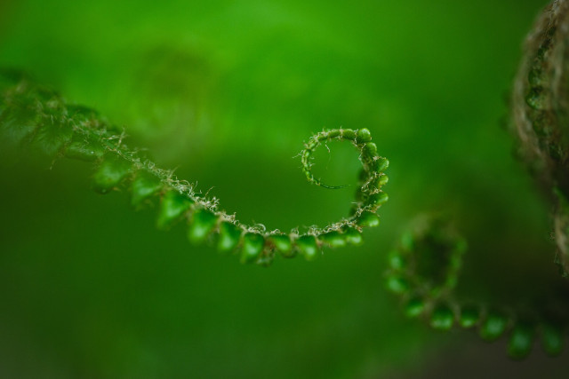 A close up photograph of a single blade of a fern, arching down and past the center of the frame from the upper left. Near the end of the blade it curls up in a loose spiral ending in a sharp tip after about one revolution.

in the extension of the diagonal, there is another blade from another frond in the background near the lower right corner, mirroring the shape of the main subject, growing and curling the other way, and out of focus.

Along the right edge, a small part of another frond is visible and the background is a blurry bright green, with slight structure hinting of more ferns further back.