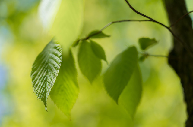 A very green photo of birch leaves during a still, windless moment. One is in focus, and the background leaves are soft and less defined. 